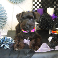 【山手店】2019年9月30日のワンちゃん達♪