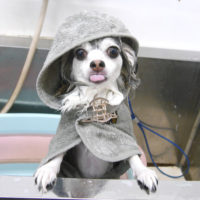 【池下店】2019年9月1日のワンちゃん達♪