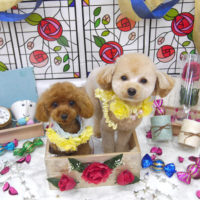 【池下店】2019年9月2日のワンちゃん達♪