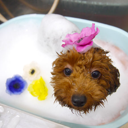 【池下店】2019年9月5日のワンちゃん達♪