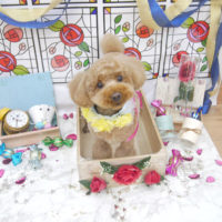 【池下店】2019年9月6日のワンちゃん達♪