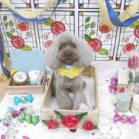 【池下店】2019年9月7日のワンちゃん達♪