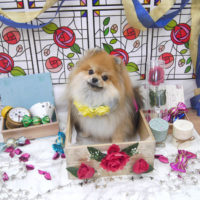 【池下店】2019年9月8日のワンちゃん達♪