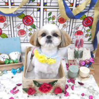 【池下店】2019年9月9日のワンちゃん達♪