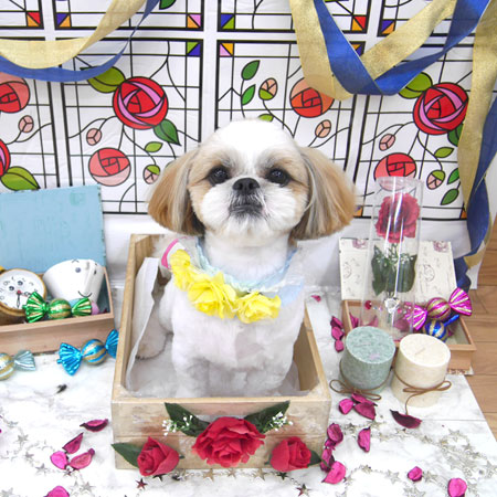 【池下店】2019年9月9日のワンちゃん達♪