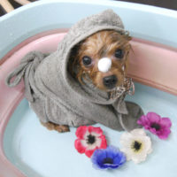 【池下店】2019年9月12日のワンちゃん達♪