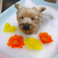 【池下店】2019年9月13日のワンちゃん達♪