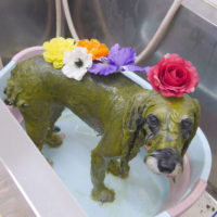 【池下店】2019年9月14日のワンちゃん達♪