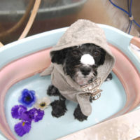 【池下店】2019年9月15日のワンちゃん達♪