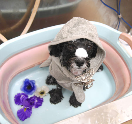 【池下店】2019年9月15日のワンちゃん達♪