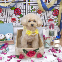 【池下店】2019年9月16日のワンちゃん達♪