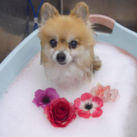 【池下店】2019年9月19日のワンちゃん達♪