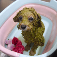 【池下店】2019年9月20日のワンちゃん達♪