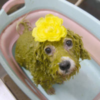 【池下店】2019年9月21日のワンちゃん達♪