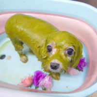 【池下店】2019年9月22日のワンちゃん達♪