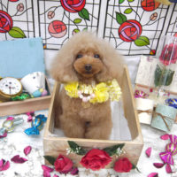 【池下店】2019年9月23日のワンちゃん達♪