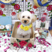 【池下店】2019年9月25日のワンちゃん達♪