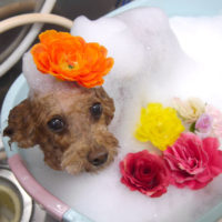 【池下店】2019年9月26日のワンちゃん達♪