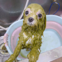 【池下店】2019年9月27日のワンちゃん達♪