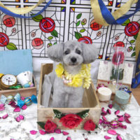 【池下店】2019年9月28日のワンちゃん達♪