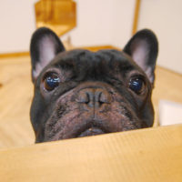 【池下店】2019年9月29日のワンちゃん達♪