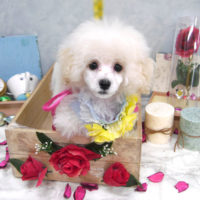 【池下店】2019年9月30日のワンちゃん達♪