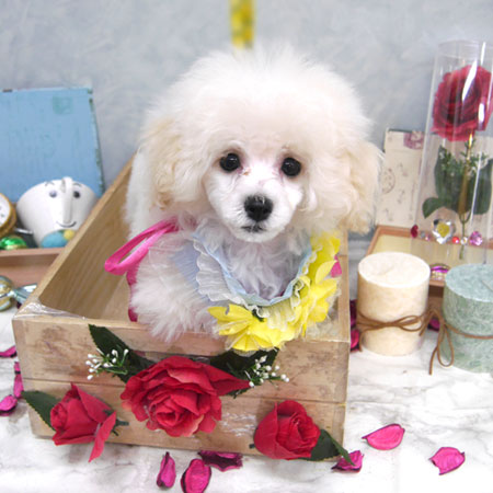 【池下店】2019年9月30日のワンちゃん達♪