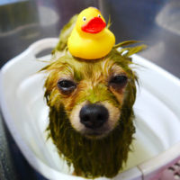 【本店】2019年10月2日のワンちゃん達♪