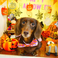 【本店】2019年10月3日のワンちゃん達♪