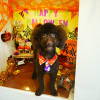 【本店】2019年10月4日のワンちゃん達♪