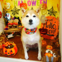 【本店】2019年10月5日のワンちゃん達♪