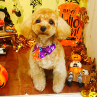 【本店】2019年10月6日のワンちゃん達♪