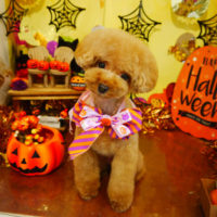 【本店】2019年10月07日のワンちゃん達♪