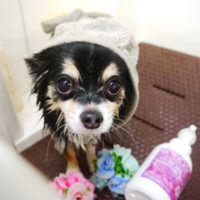 【本店】2019年10月10日のワンちゃん達♪