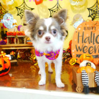 【本店】2019年10月11日のワンちゃん達♪