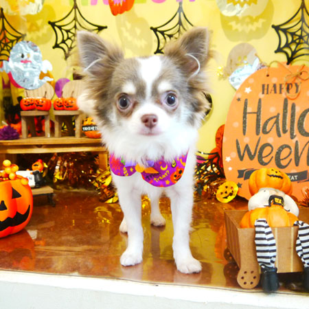 【本店】2019年10月11日のワンちゃん達♪