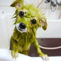 【本店】2019年10月13日のワンちゃん達♪