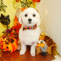 【本店】2019年10月14日のワンちゃん達♪