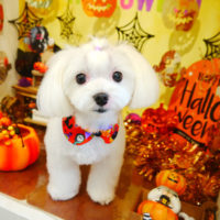 【本店】2019年10月16日のワンちゃん達♪