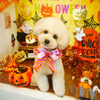 【本店】2019年10月17日のワンちゃん達♪