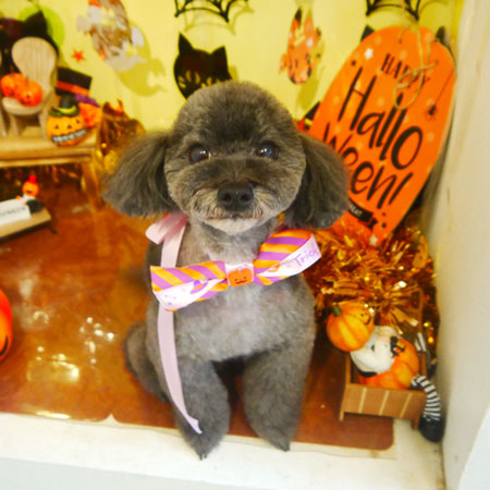 【本店】2019年10月18日のワンちゃん達♪