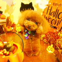 【本店】2019年10月19日のワンちゃん達♪