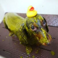 【本店】2019年10月20日のワンちゃん達♪