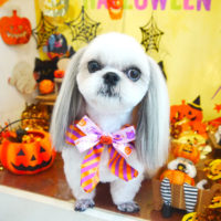 【本店】2019年10月23日のワンちゃん達♪