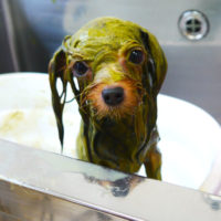 【本店】2019年10月24日のワンちゃん達♪