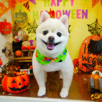 【本店】2019年10月25日のワンちゃん達♪