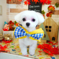 【本店】2019年10月26日のワンちゃん達♪