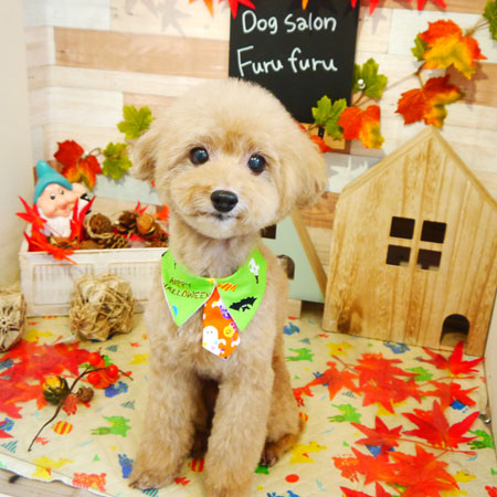 【本店】2019年10月27日のワンちゃん達♪