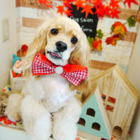 【本店】2019年10月28日のワンちゃん達♪