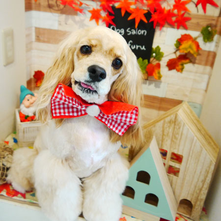 【本店】2019年10月28日のワンちゃん達♪